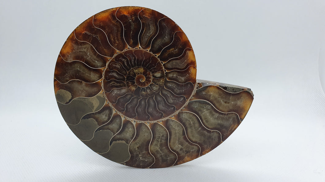 Ammonite de Madagascar