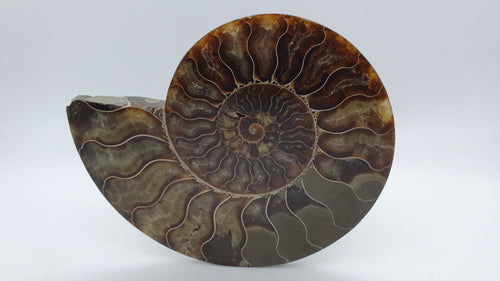 Copie de Ammonite de Madagascar