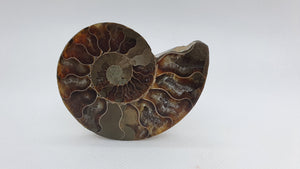 Ammonite de Madagascar