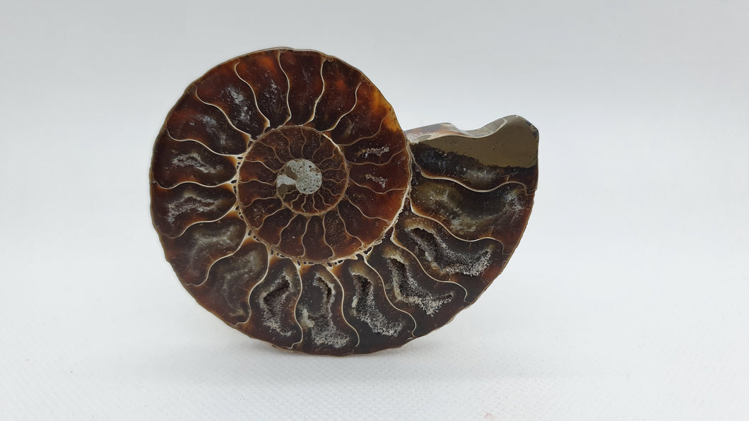 Ammonite de Madagascar