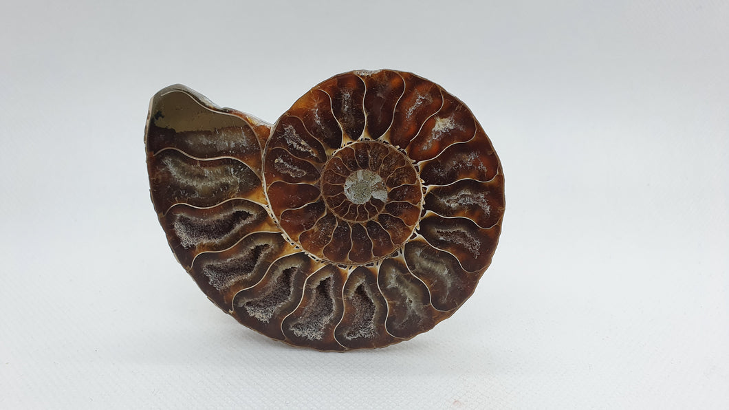 Ammonite de Madagascar