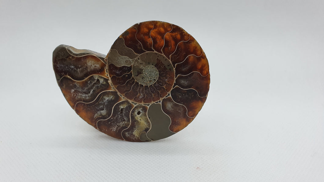 Ammonite de Madagascar